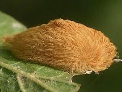 puss-moth-caterpillar-by-valerie-bugh